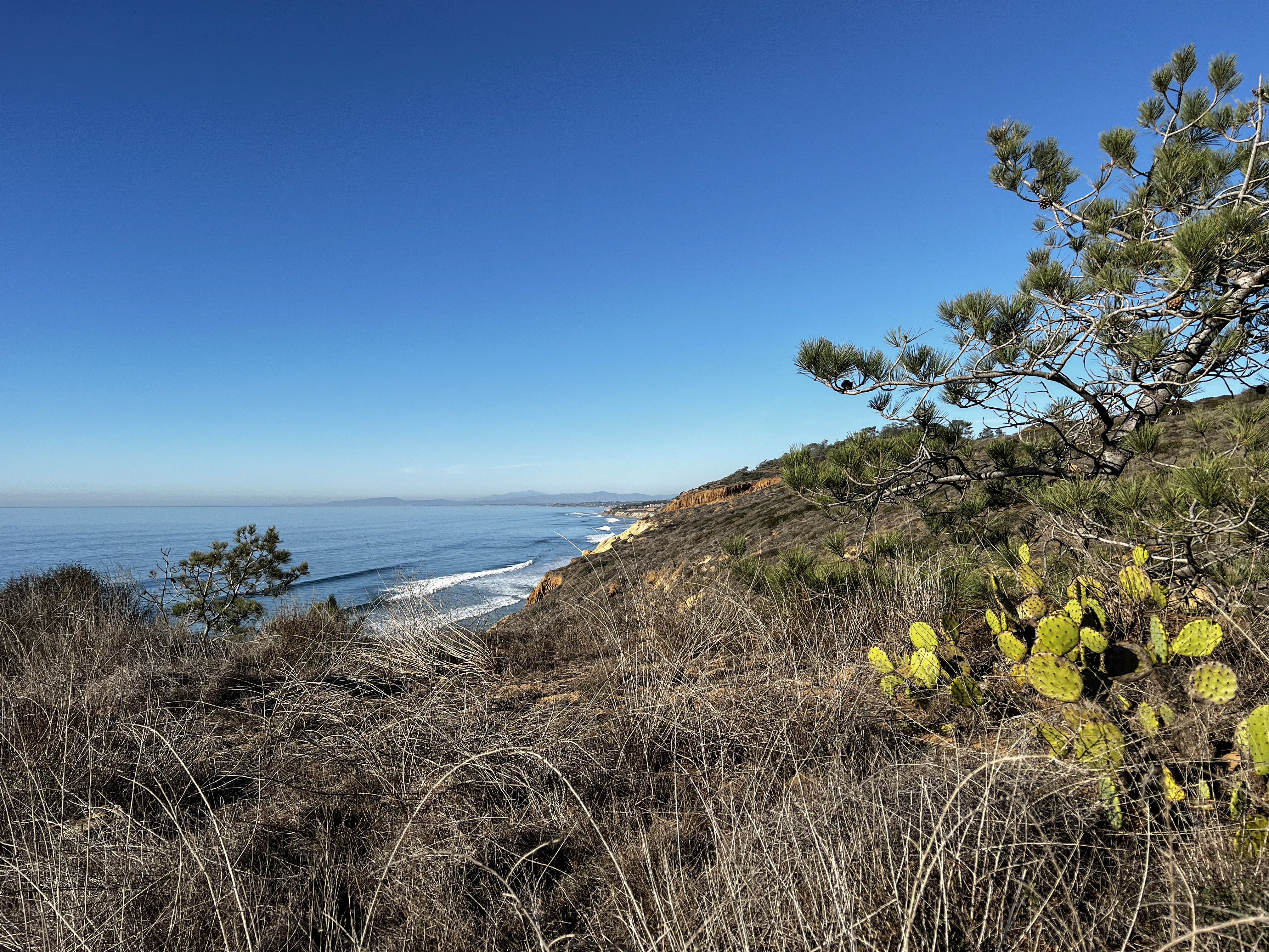 Torrey Pines coastal bluffs